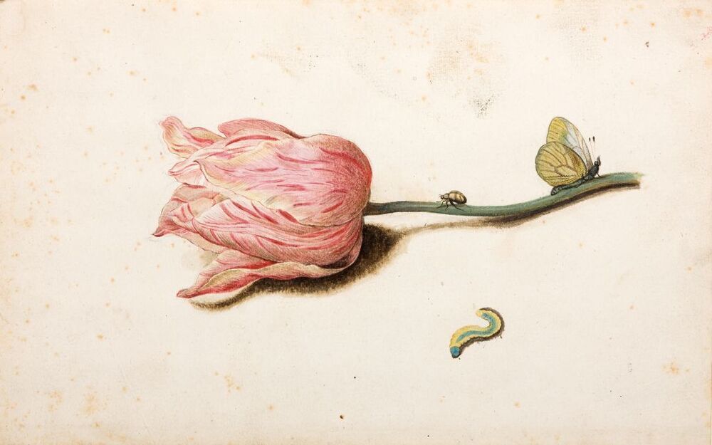 Tulp, vlinder, kevertje en rups